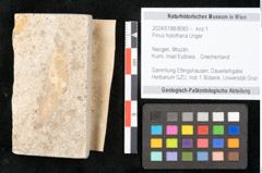 Foto (Objekt + Etikett) von Pinus holothana Unger (NHMW-GEO-2024-0188-8083)